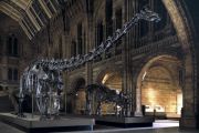 Natural History Museum