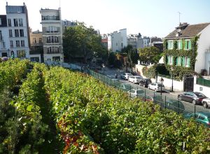 Vinohrady v Montmartre v Paříži