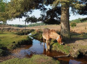 New Forest