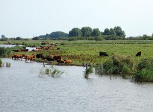 Lauwersmeer