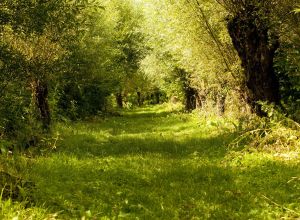 Biesbosch