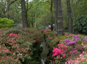 Isabella Plantation