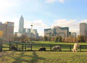 Vauxhall City Farm