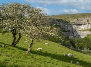 Yorkshire Dales