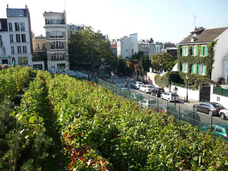 Vinohrady v Montmartre v Paříži